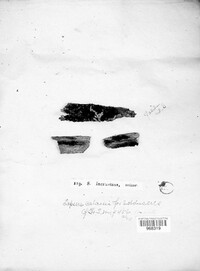 Sphaeria incrustans image